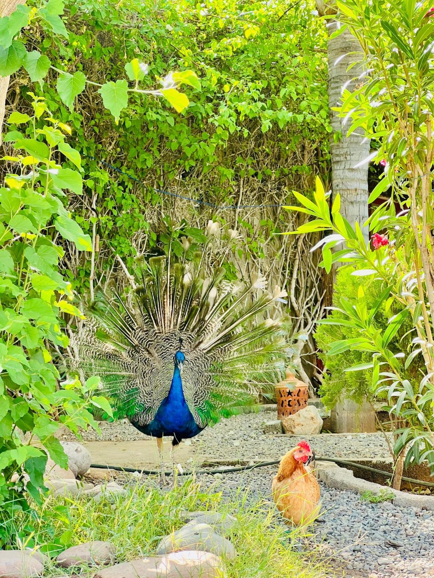 Villa Baddi Marrakech Lagouassem Екстер'єр фото